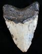 Polished Megalodon Tooth - North Carolina #11019-2